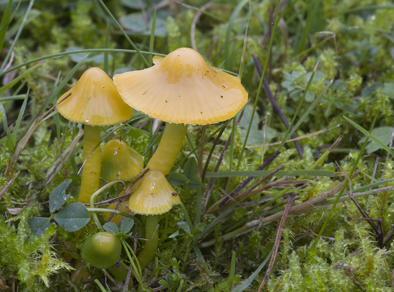 Hygrocybe psittacina